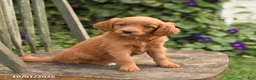Mini Goldendoodle dogs for sale: Daisy - Ad 3