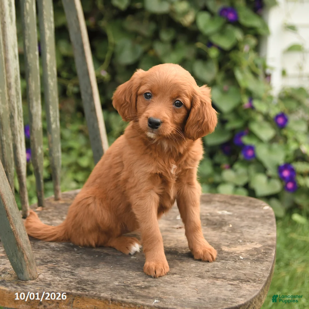 Mini Goldendoodle dogs for sale: Daisy - Ad 3