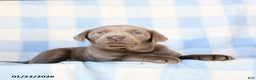 Labrador Retriever dogs for sale: Grayson - Ad 3