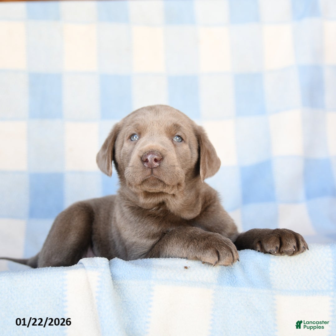 Labrador Retriever dogs for sale: Grayson - Ad 3