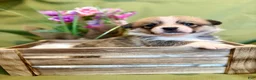 Welsh Corgi Pembroke dogs for sale: Luca (Green Collar) - Ad 6