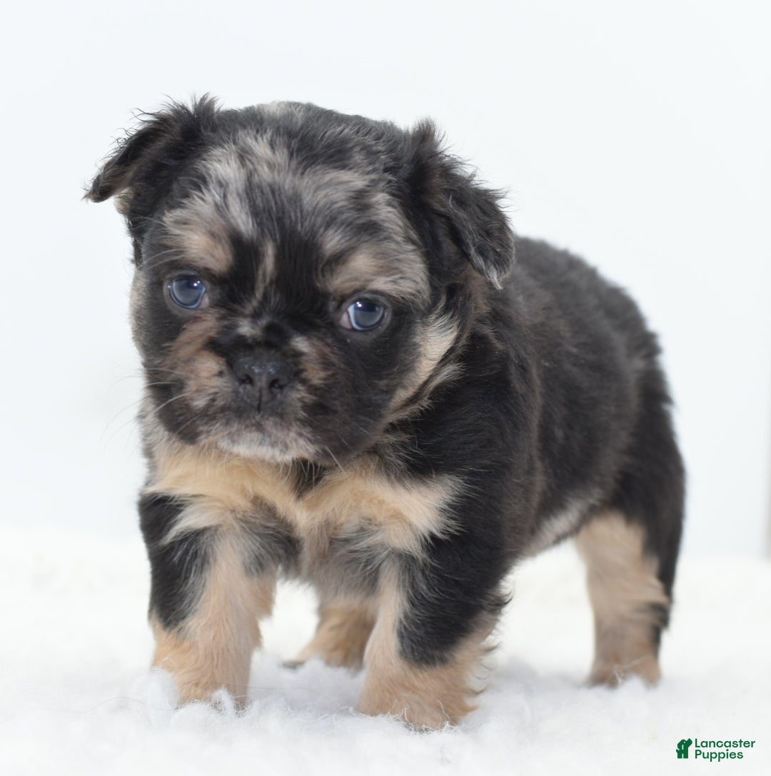 Mixed Breed dogs for sale: Chuck chocolate tri-color fluffy  - Ad 4