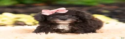 Maltipoo dogs for sale: Silvermoon - Ad 2