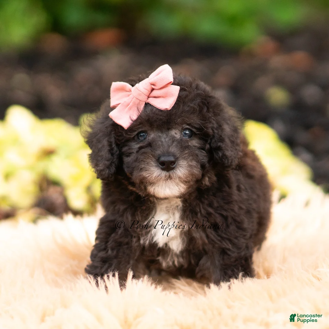 Maltipoo dogs for sale: Silvermoon - Ad 2