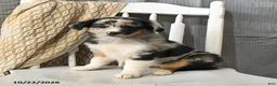 Miniature Australian Shepherd dogs for sale: Trixie - Ad 3
