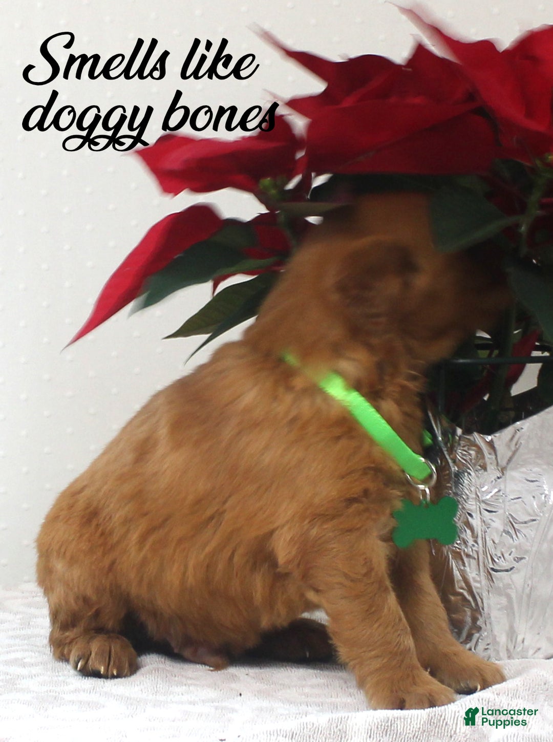 Golden Retriever dogs for sale: Rudy - Ad 2