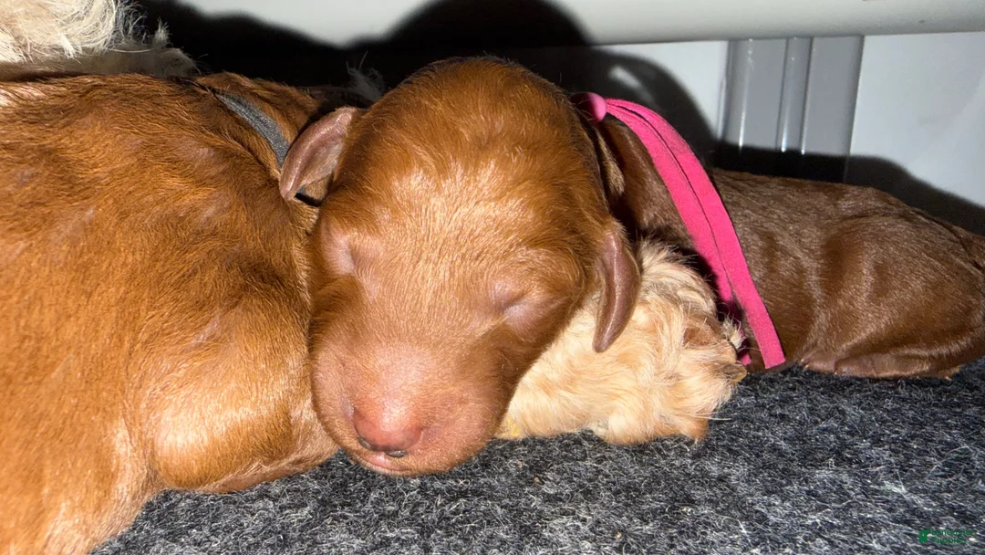 Standard Poodle dogs for sale: Pink - Ad 1