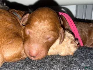 Standard Poodle dogs Pink - Ad 25