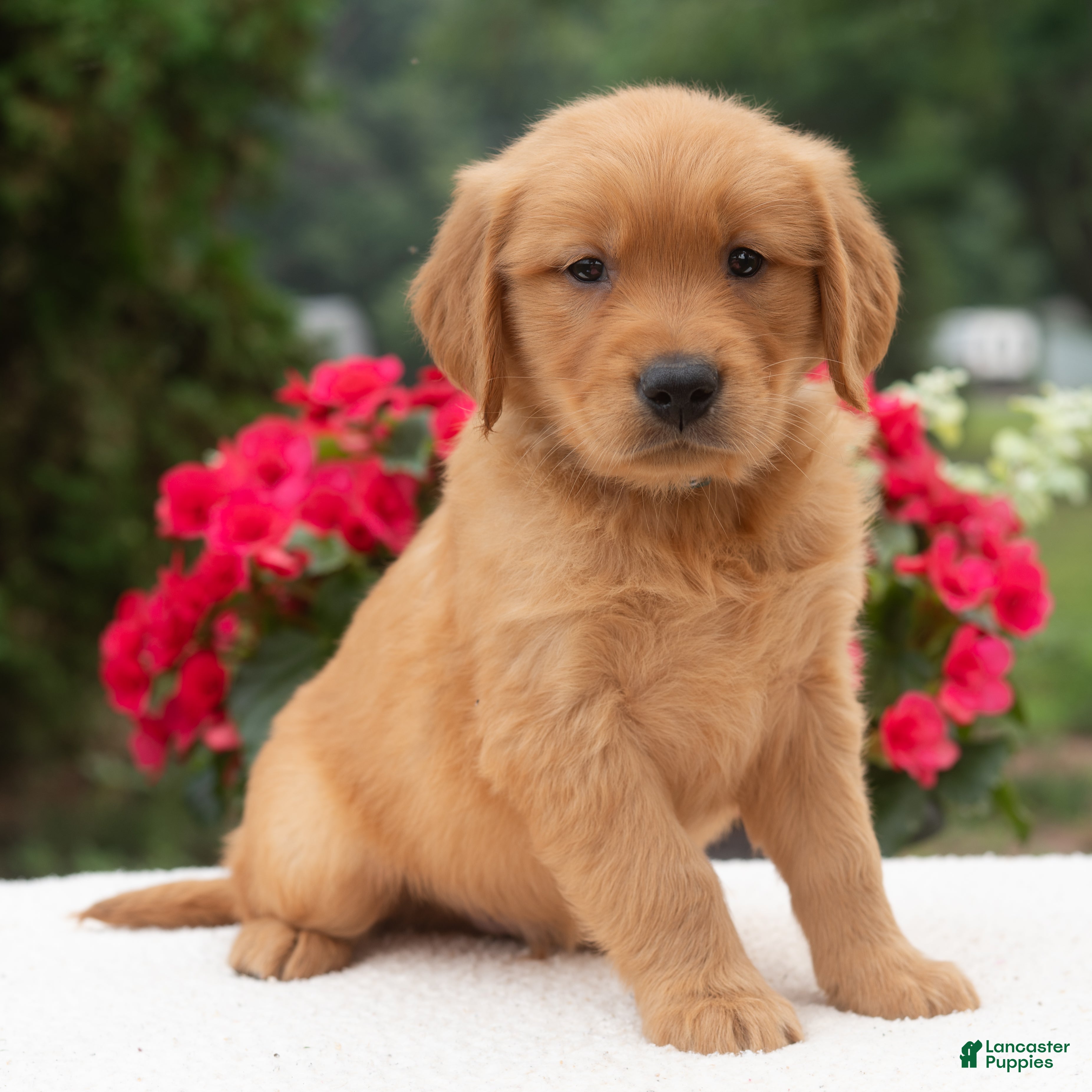 Golden Retriever dogs for sale: Kyle  - Ad 4
