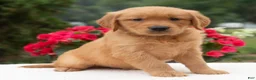 Golden Retriever dogs for sale: Kyle  - Ad 1