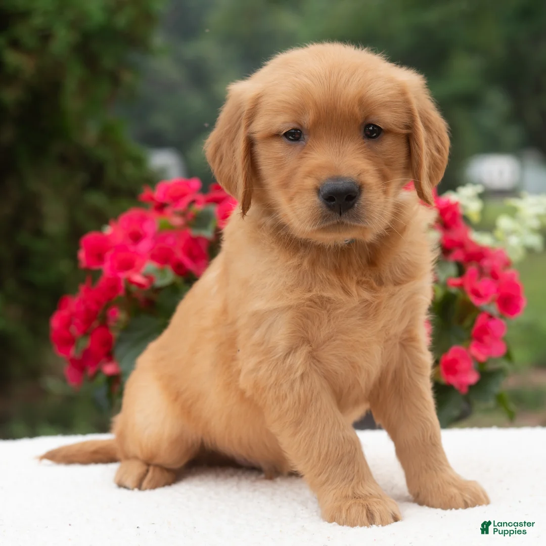 Golden Retriever dogs for sale: Kyle  - Ad 1