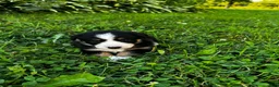 Australian Shepherd dogs for sale: Stripe - Ad 9