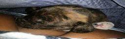 Mixed Breed dogs for sale: Goose - Ad 2