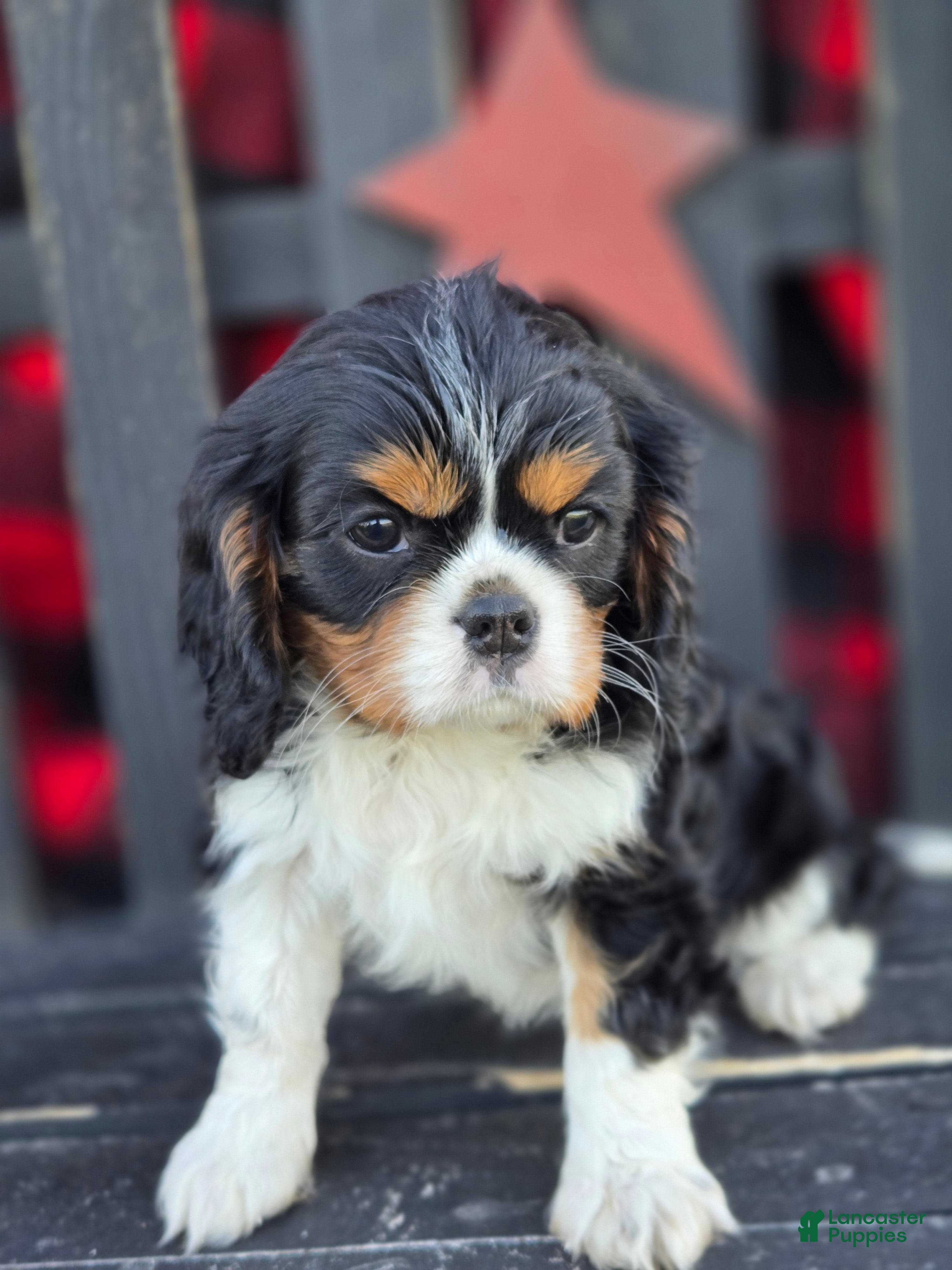 Cavalier King Charles Spaniel dogs Twizzler - Ad 1