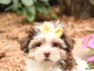 Mixed Breed dogs - Ad 42