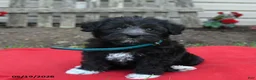 Schnoodle dogs for sale: Bella   - Ad 1