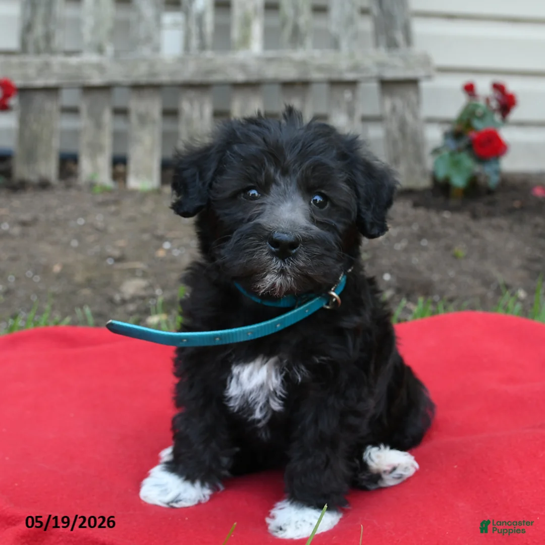 Schnoodle dogs for sale: Bella   - Ad 1