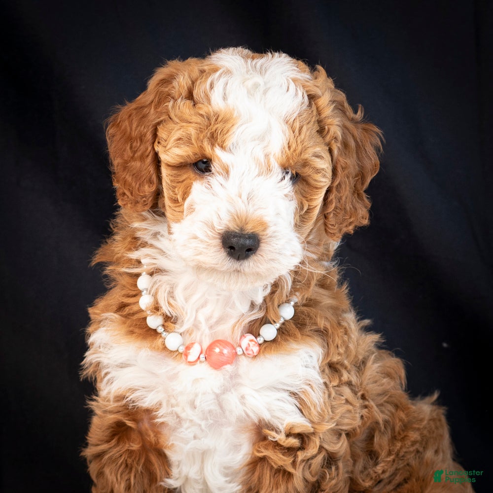 Mini Goldendoodle dogs Blossom - Ad 2