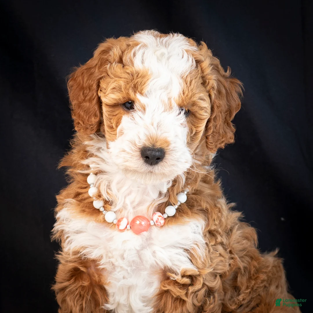 Mini Goldendoodle dogs for sale: Blossom - Ad 2