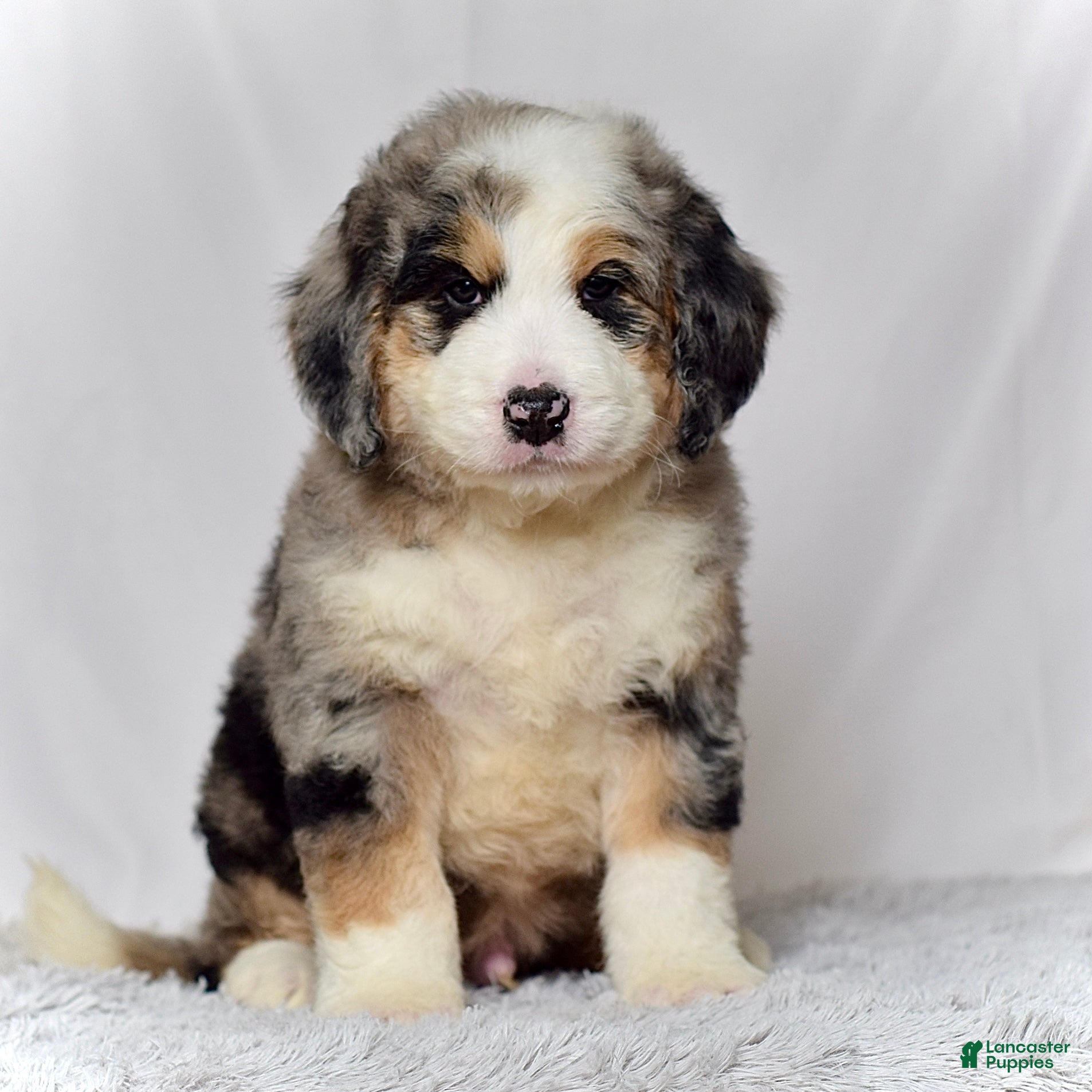 Bernedoodle dogs Mr. Hugo - Ad 2