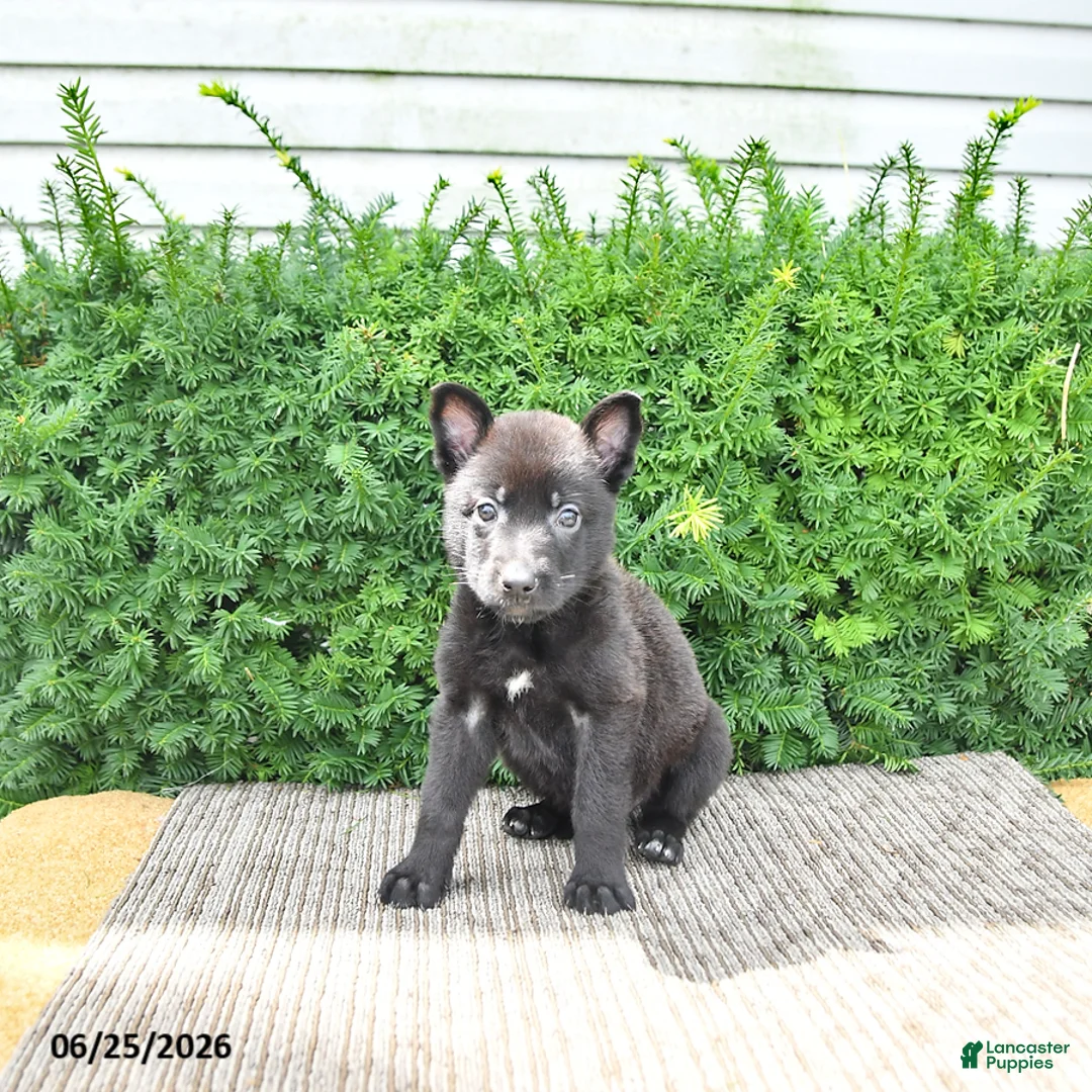 Mixed Breed dogs for sale: Averie - Ad 1