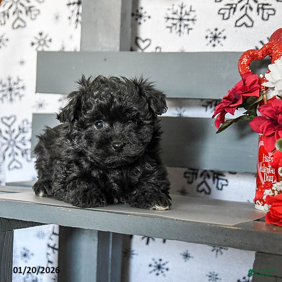 Havapoo dogs for sale: Remy - Ad 2