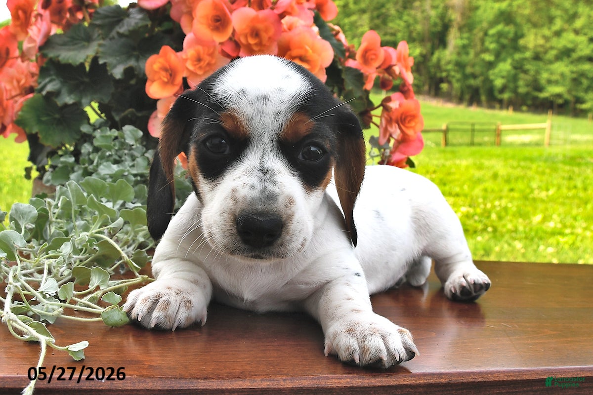 Miniature Dachshund dogs Daphne - Ad 1