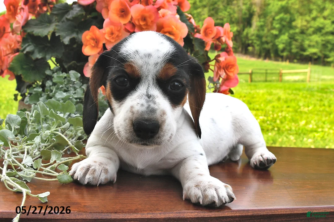 Miniature Dachshund dogs for sale: Daphne - Ad 1