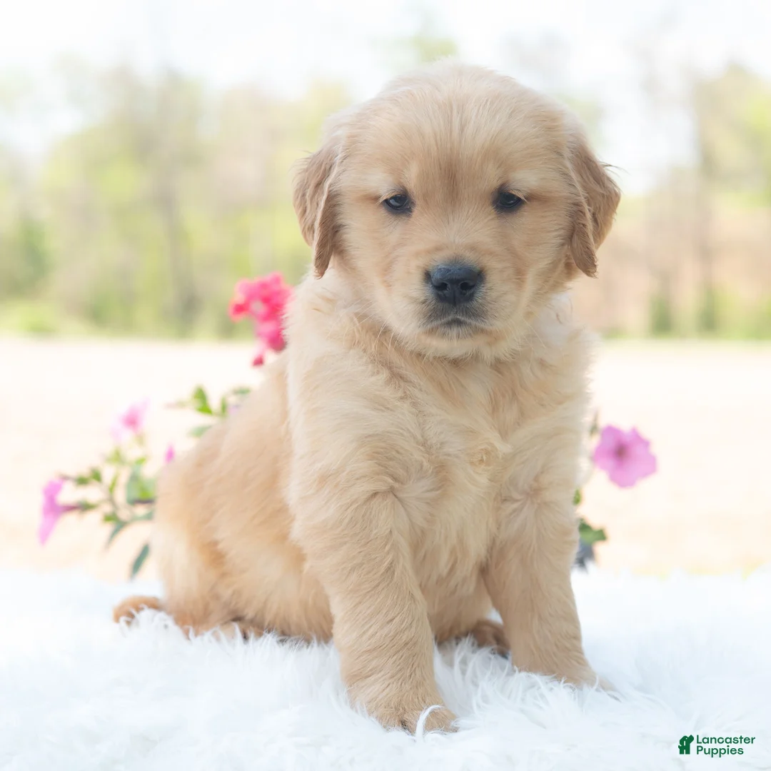 Golden Retriever dogs for sale: Memphis  - Ad 2