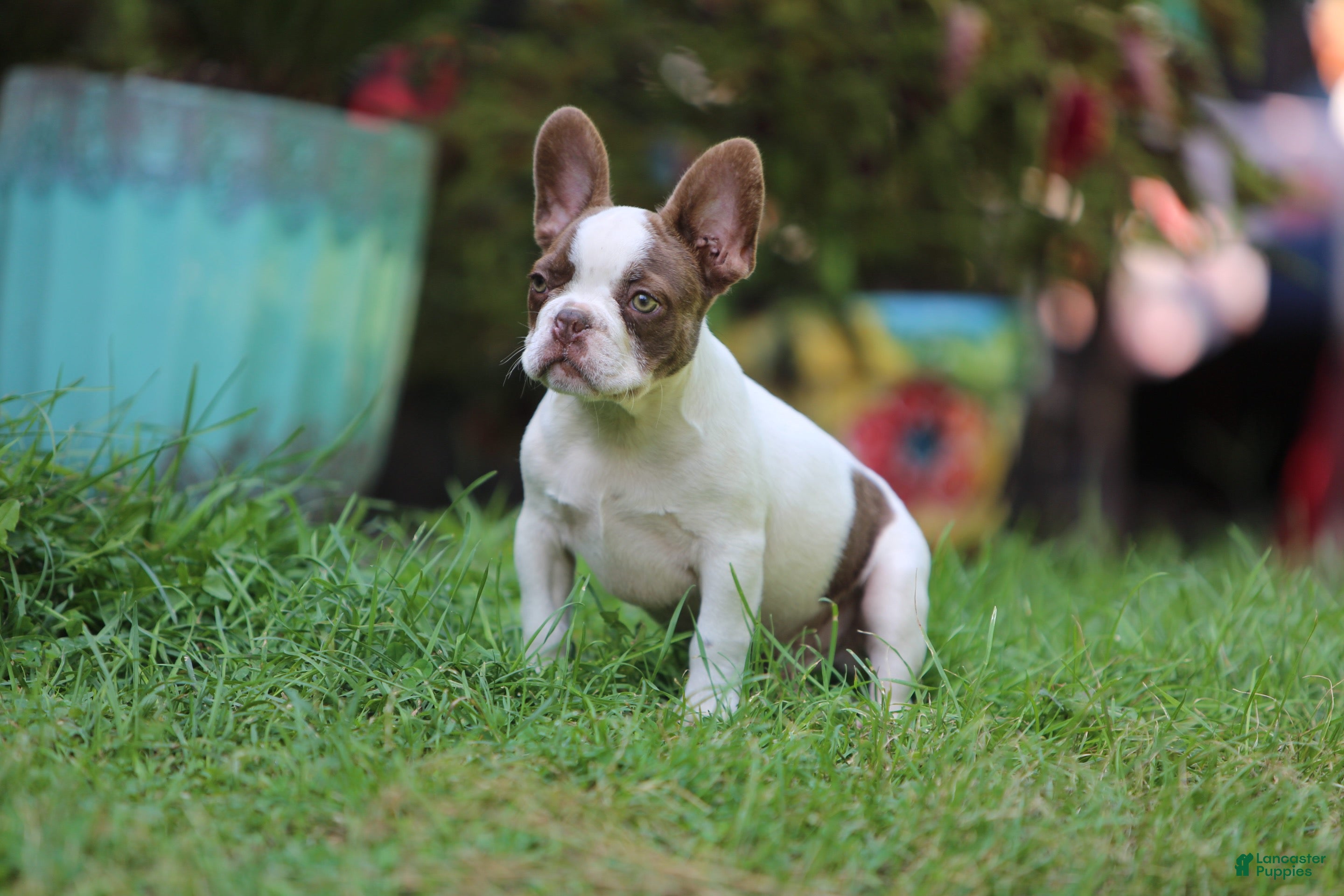 French Bulldog dogs for sale: French Bulldog 1 - Ad 3