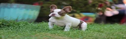 French Bulldog dogs for sale: French Bulldog 1 - Ad 1