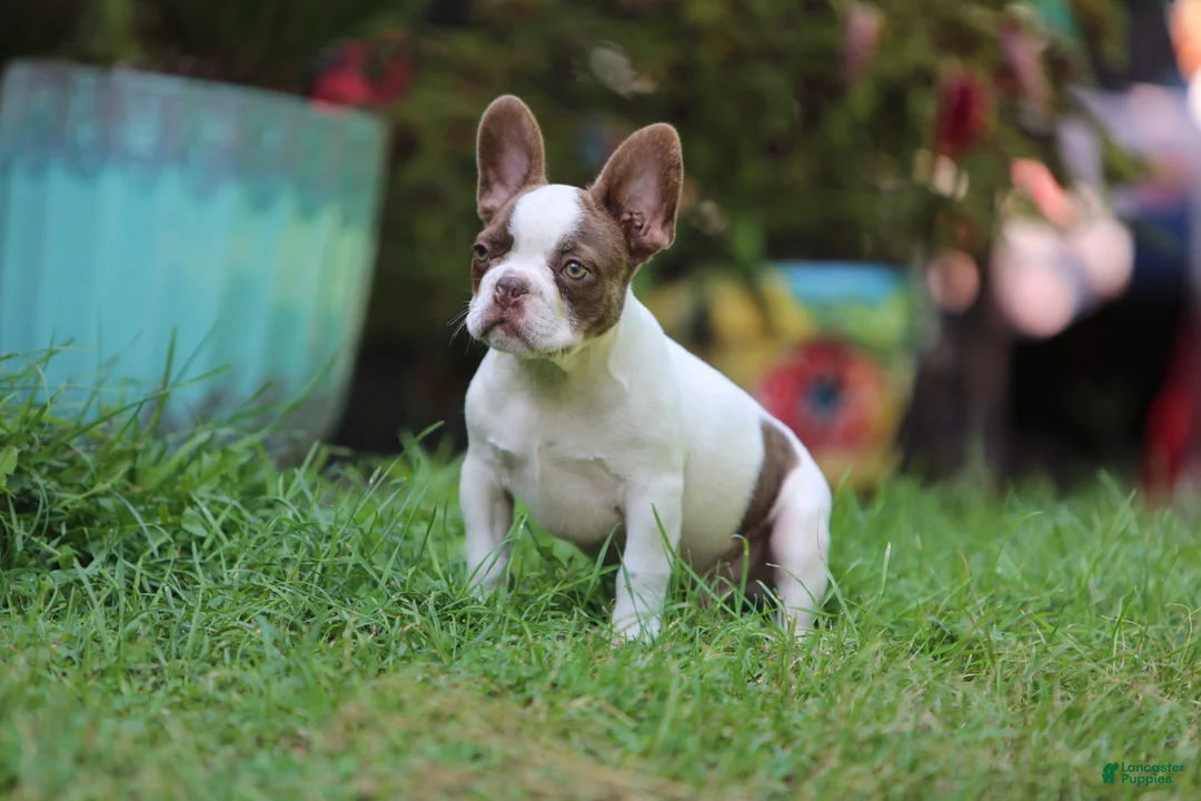 French Bulldog dogs for sale: French Bulldog 1 - Ad 1