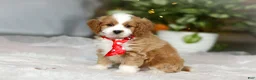 Cavapoo dogs for sale: Maverick - Ad 3