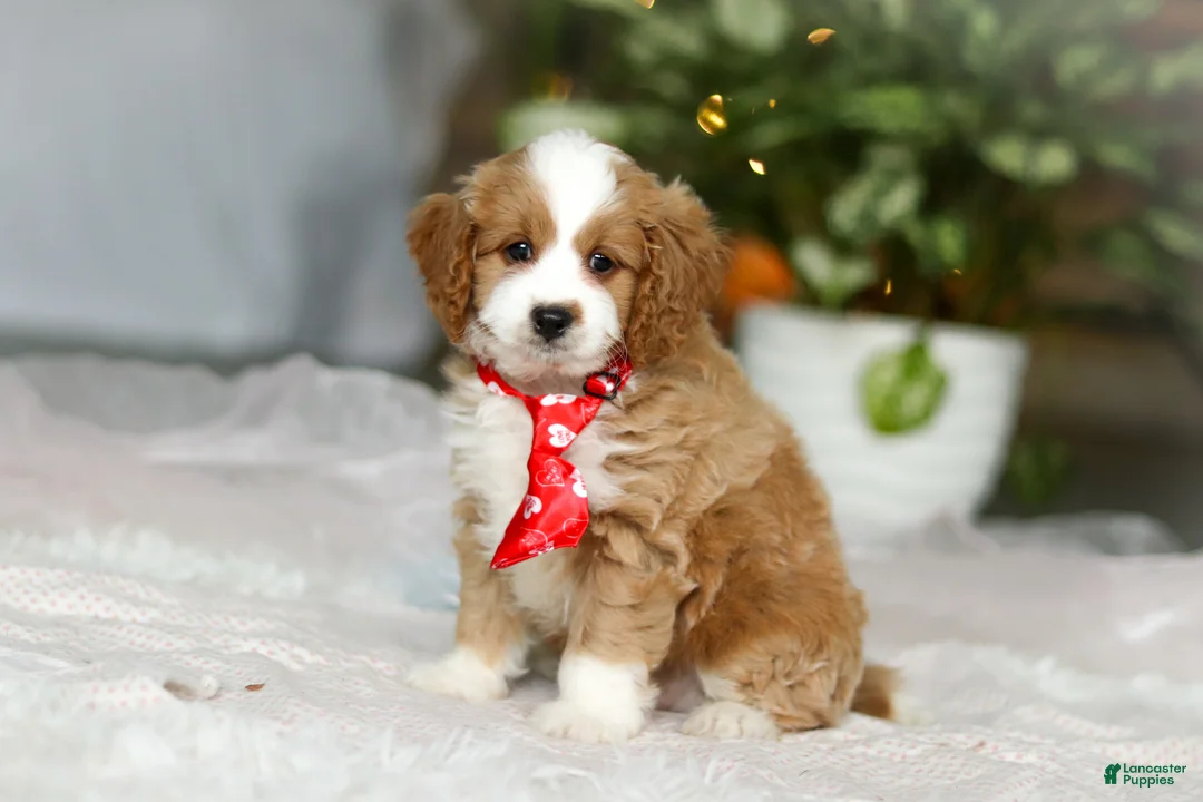 Cavapoo dogs for sale: Maverick - Ad 3