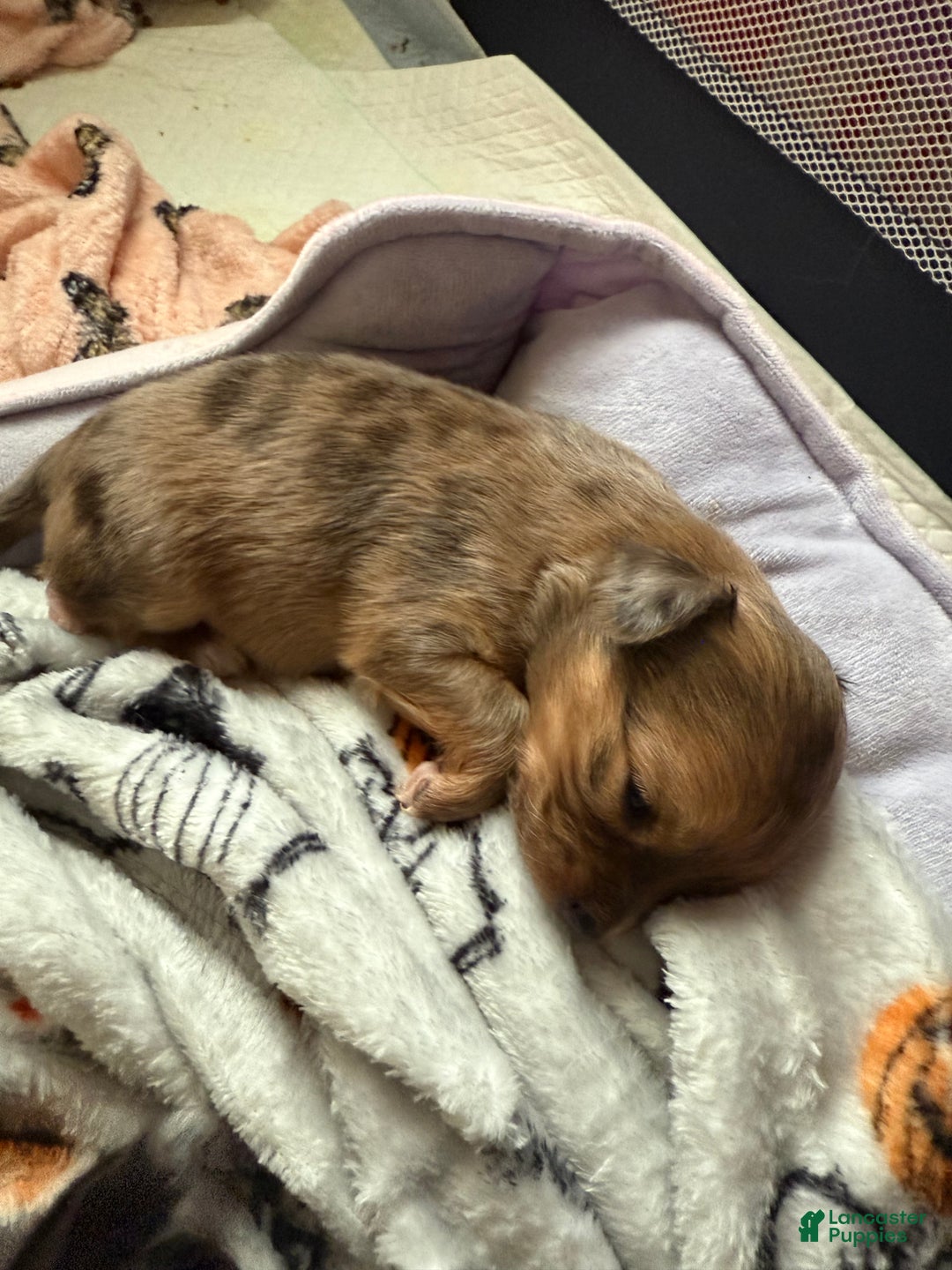 Mixed Breed dogs for sale: Chihuahua male brown Merle choin/papillon - Ad 2