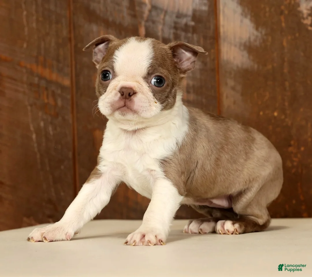 Boston Terrier dogs for sale: Reba - Ad 4