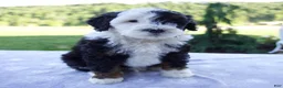Mini Bernedoodle dogs for sale: Flash - Ad 1