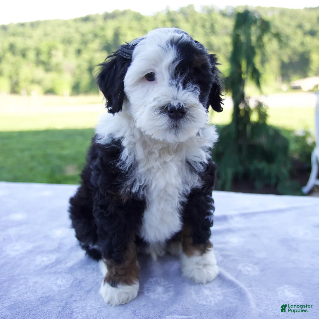Mini Bernedoodle dogs for sale: Flash - Ad 1