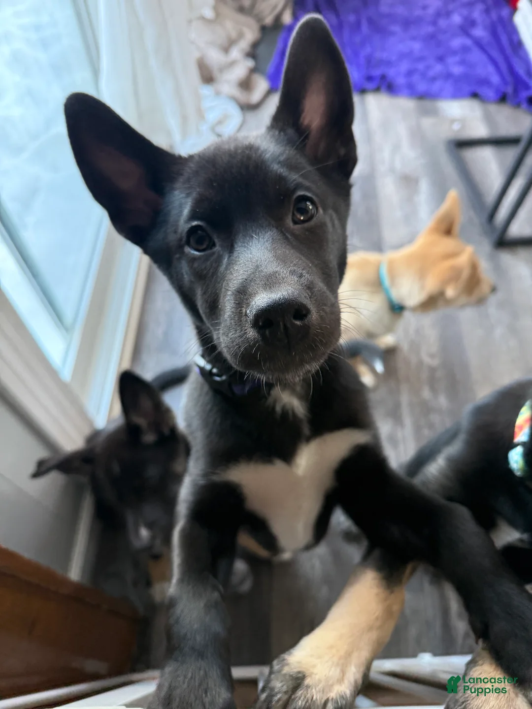 Mixed Breed dogs for sale: Ari - Ad 1