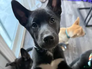 Mixed Breed dogs Ari - Ad 25