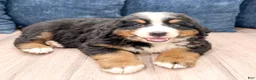 Bernese Mountain Dog dogs for sale: Maven - Ad 3