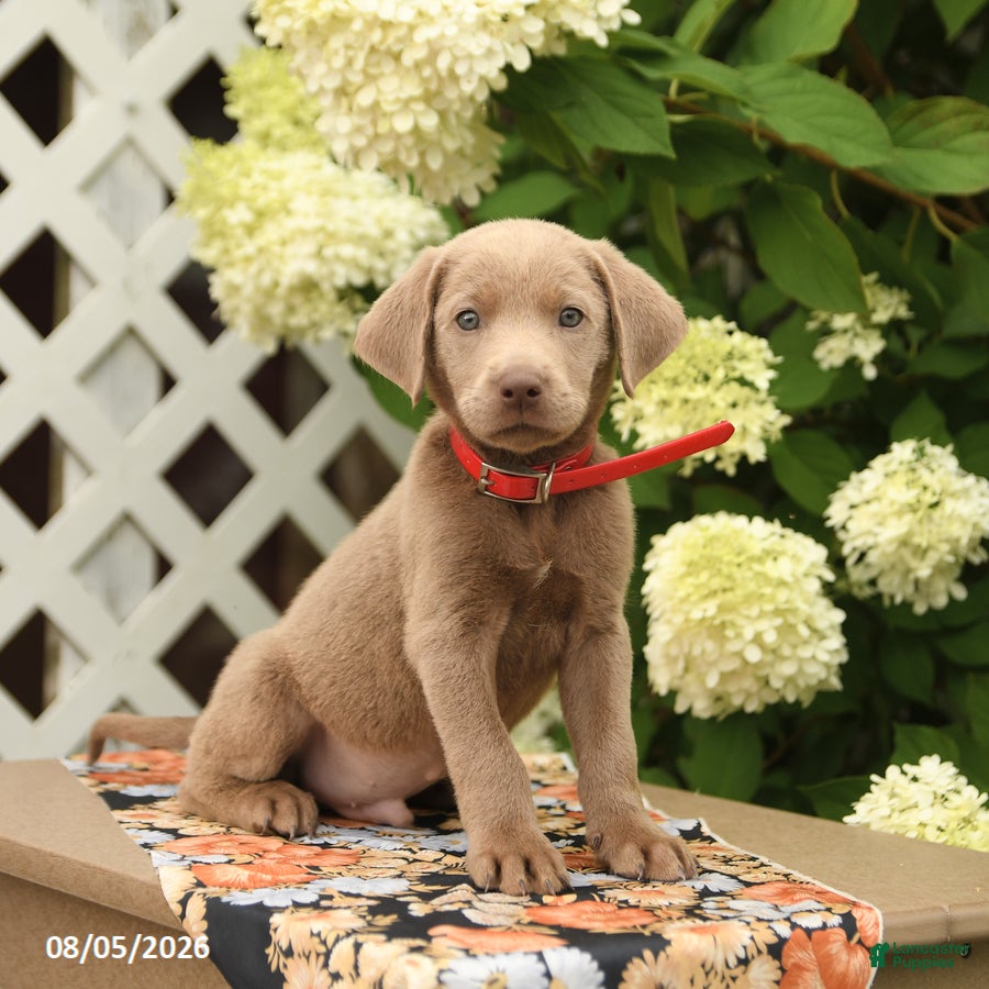 Labrador Retriever dogs Mars  - Ad 1