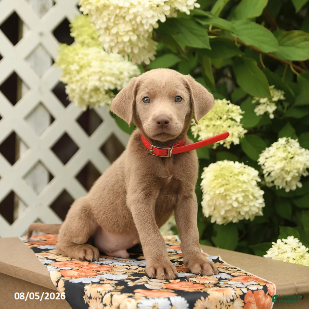 Labrador Retriever dogs for sale: Mars  - Ad 1
