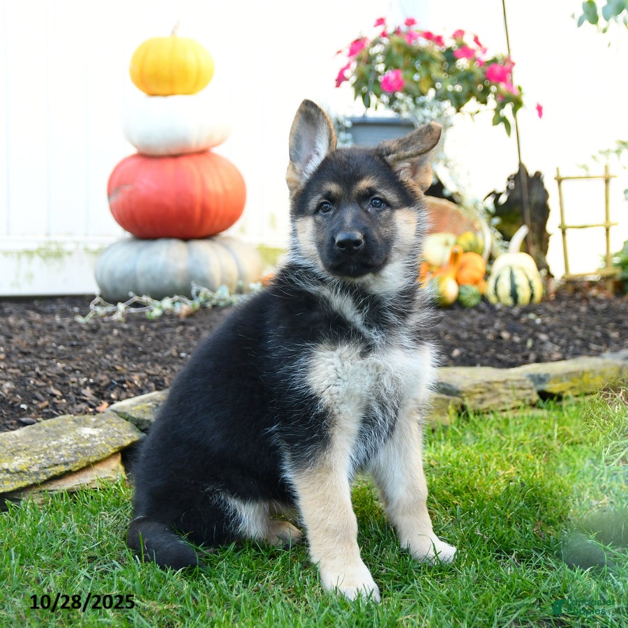 German Shepherd dogs for sale: Victoria - Ad 3