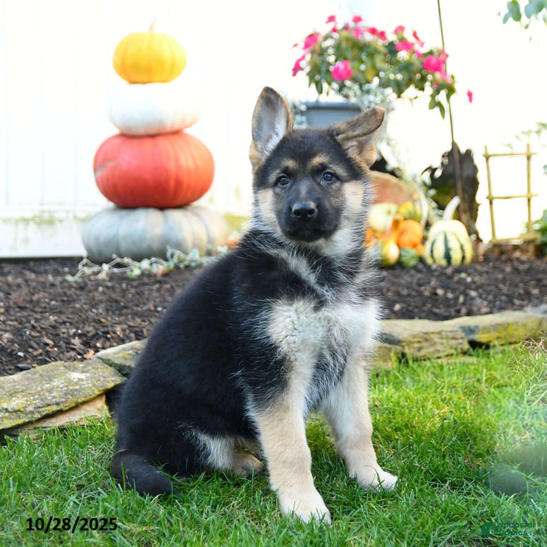 German Shepherd dogs for sale: Victoria - Ad 1