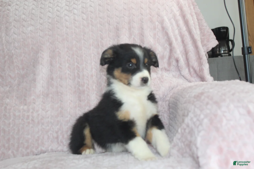 Australian Shepherd dogs for sale: Posey - Ad 1