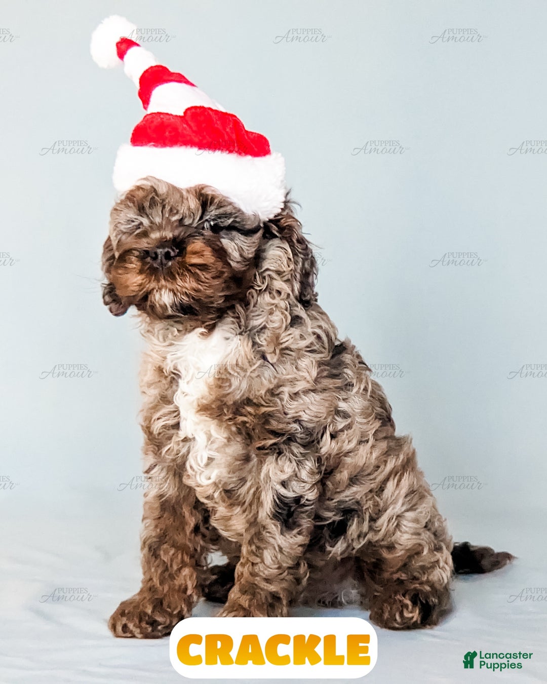 Cockapoo dogs for sale: Crackle - Ad 11