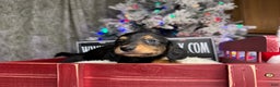 Miniature Dachshund dogs for sale: Import Akc PRA clear - Ad 16