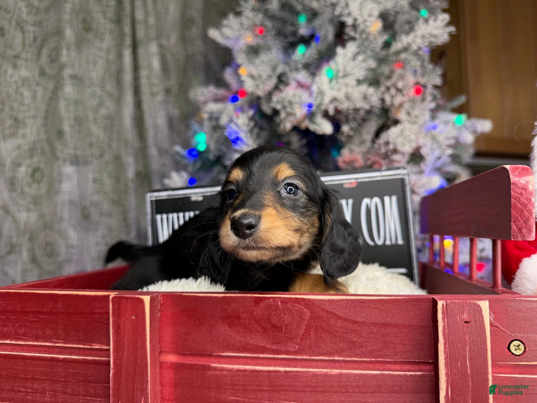 Miniature Dachshund dogs for sale: Import Akc PRA clear - Ad 16