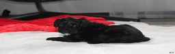 Yorkiepoo dogs for sale: Ranger  - Ad 6